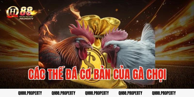 Các thế đá cơ bản của gà chọi