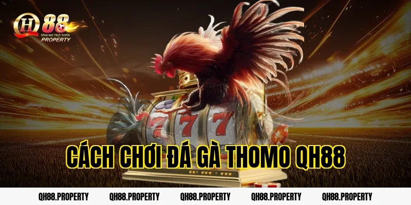 Cách Chơi Đá Gà Thomo QH88: Bí Kíp Trăm Trận Trăm Thắng Từ Cao Thủ