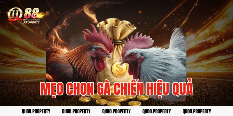 Mẹo chọn gà chiến hiệu quả