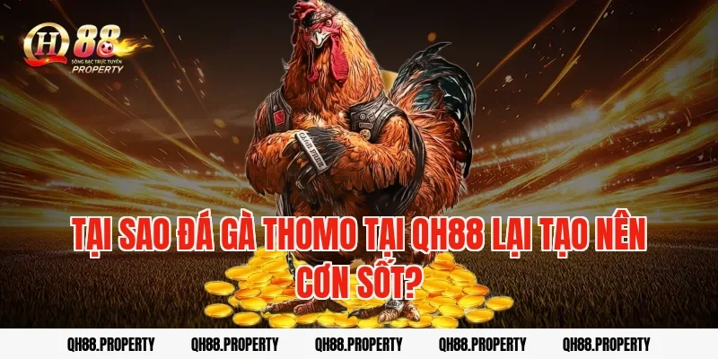 Tại sao đá gà Thomo tại QH88 lại tạo nên cơn sốt?