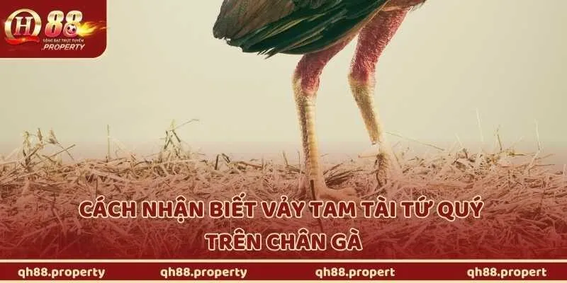 Cách nhận biết vảy tam tài tứ quý trên chân gà