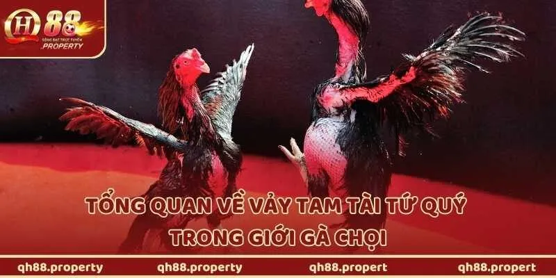 Tổng quan về vảy tam tài tứ quý trong giới gà chọi